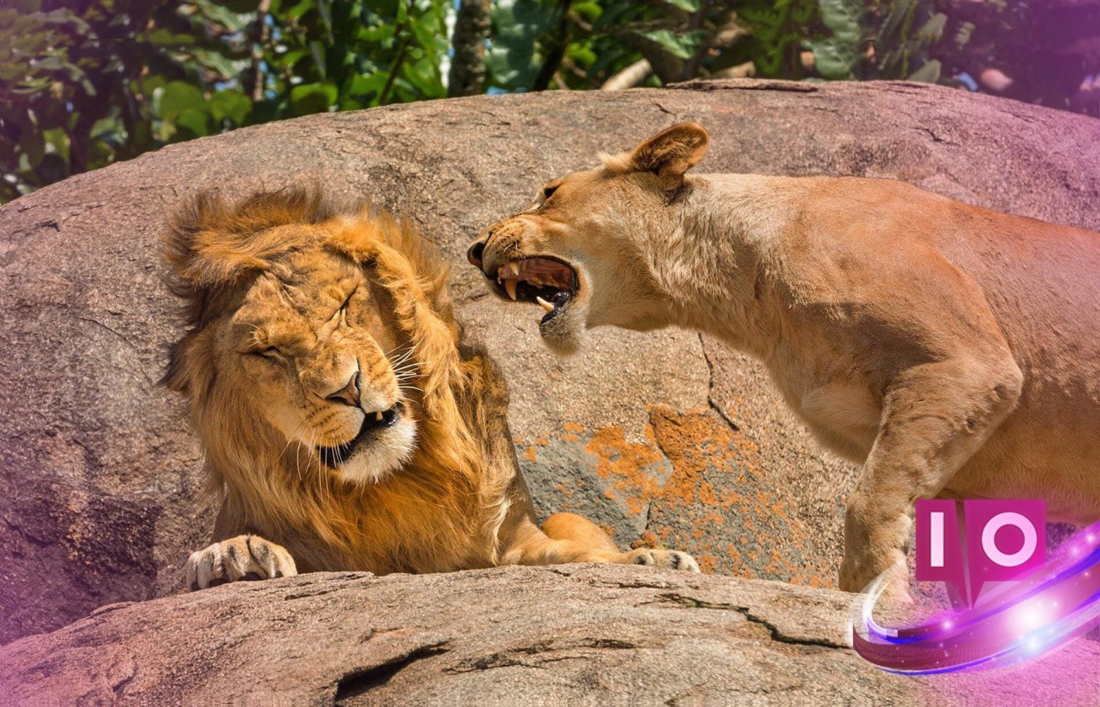 Zoo Apela por Doações de Animais de Estimação para Alimentar Carnívoros, Gera Controvérsia