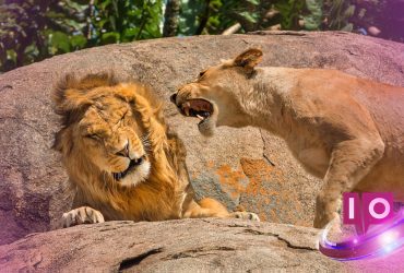 Zoo Apela por Doações de Animais de Estimação para Alimentar Carnívoros, Gera Controvérsia